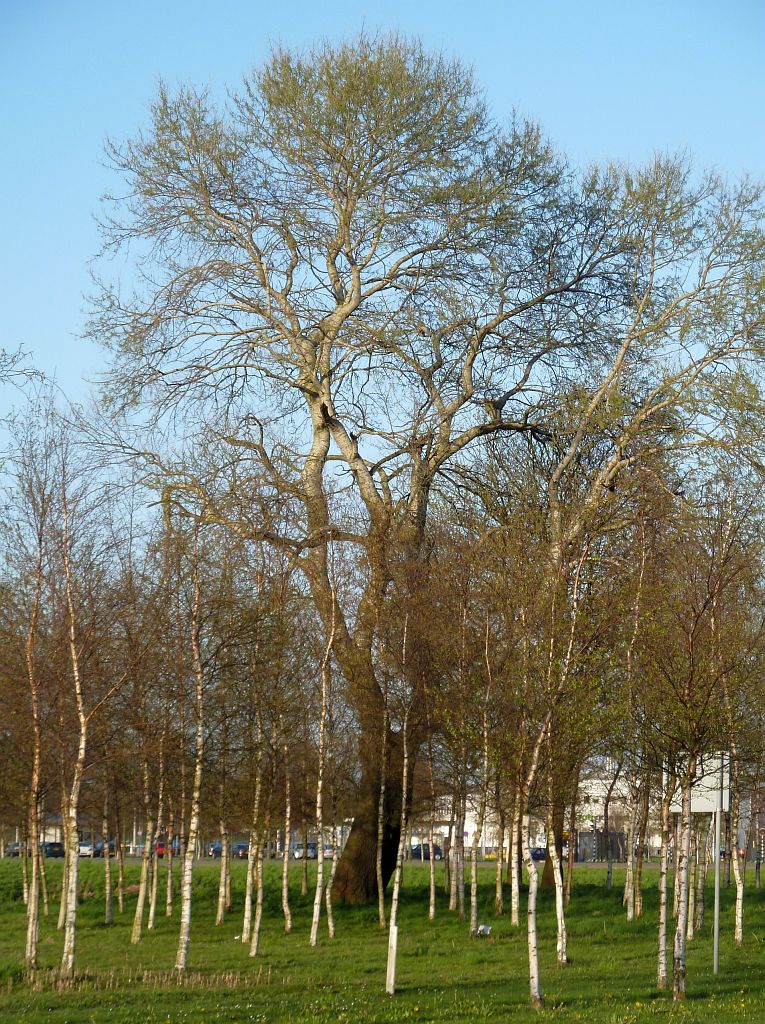 Schipholweg - Amsterdam